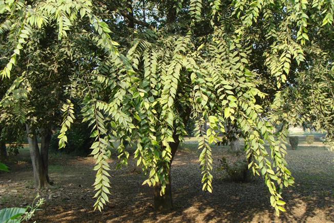 Celtis tetrandra